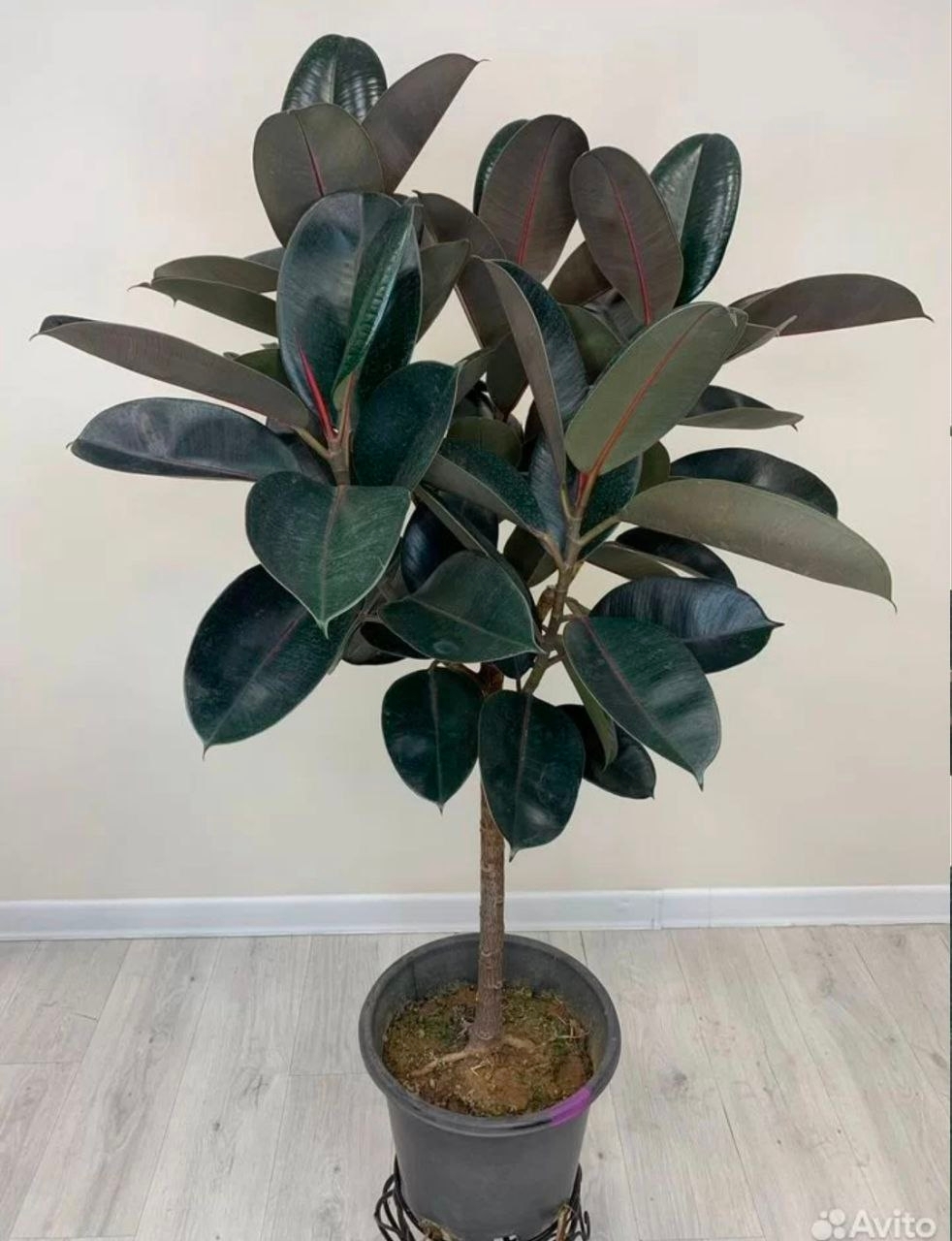 Купить Фикус "Эластика" штамб