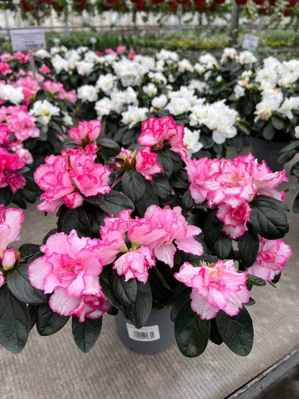 Купить Азалия