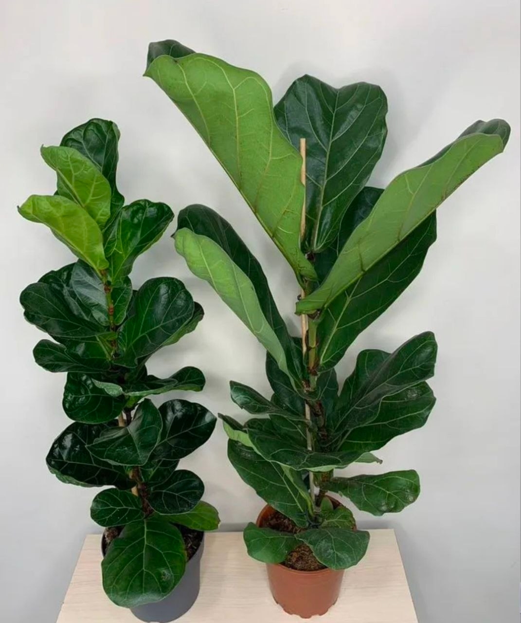 Фикус Лирата Бамбино 