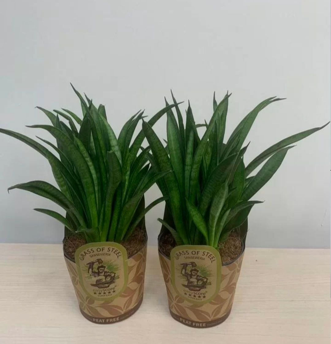 Купить Сансевиерия Пантера