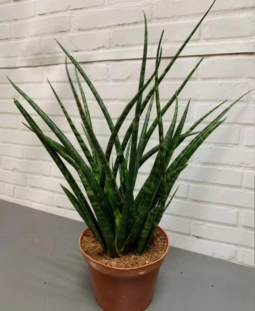 Купить Caнсeвиеpия Микaдо Фернвуд Панк