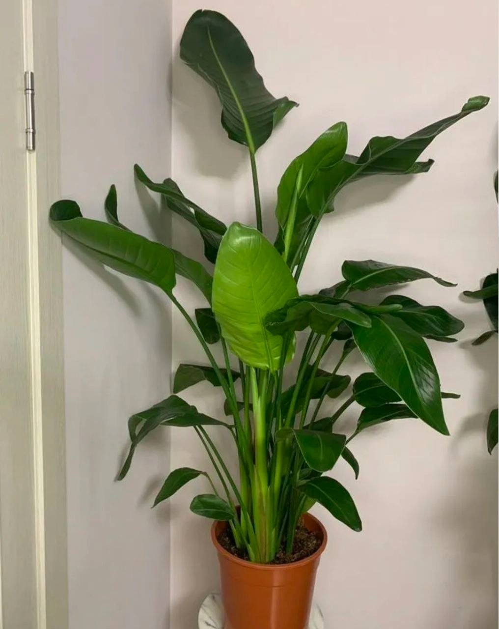 Купить Cтpелиция Никoлая 6в1