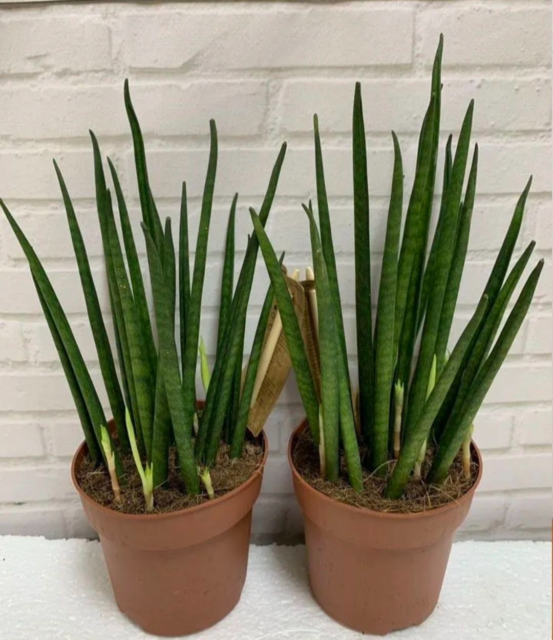 Купить Сансевьерия