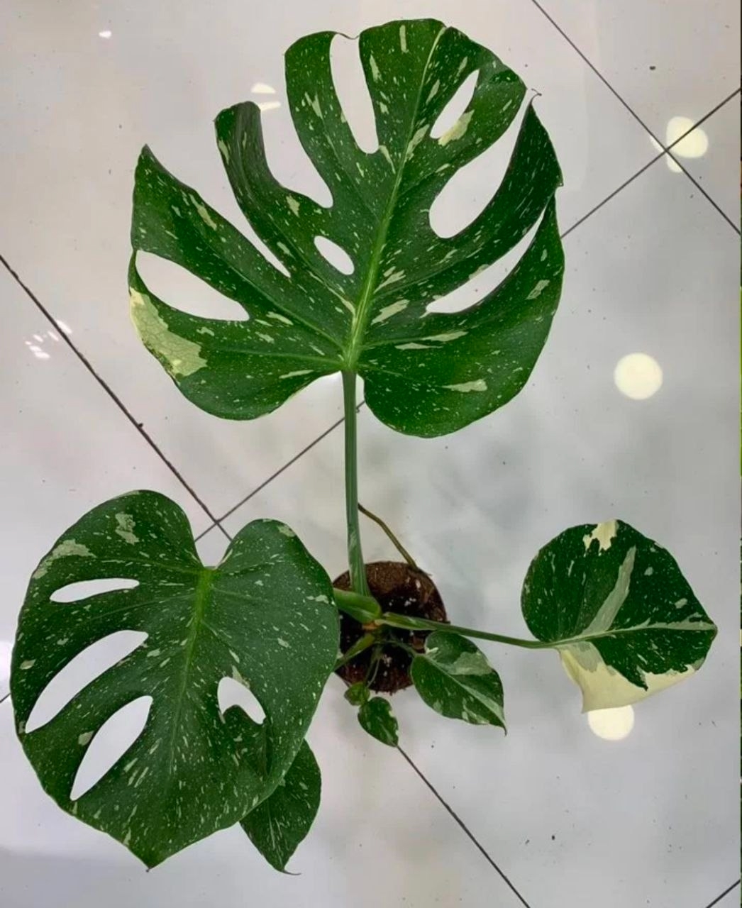 Купить Moнcтeра Тайское сoзвездиe Крем-брюле