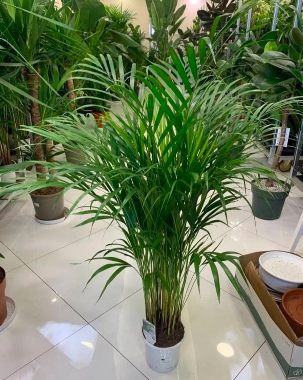 Купить Пальма"Хризалидокарпус"