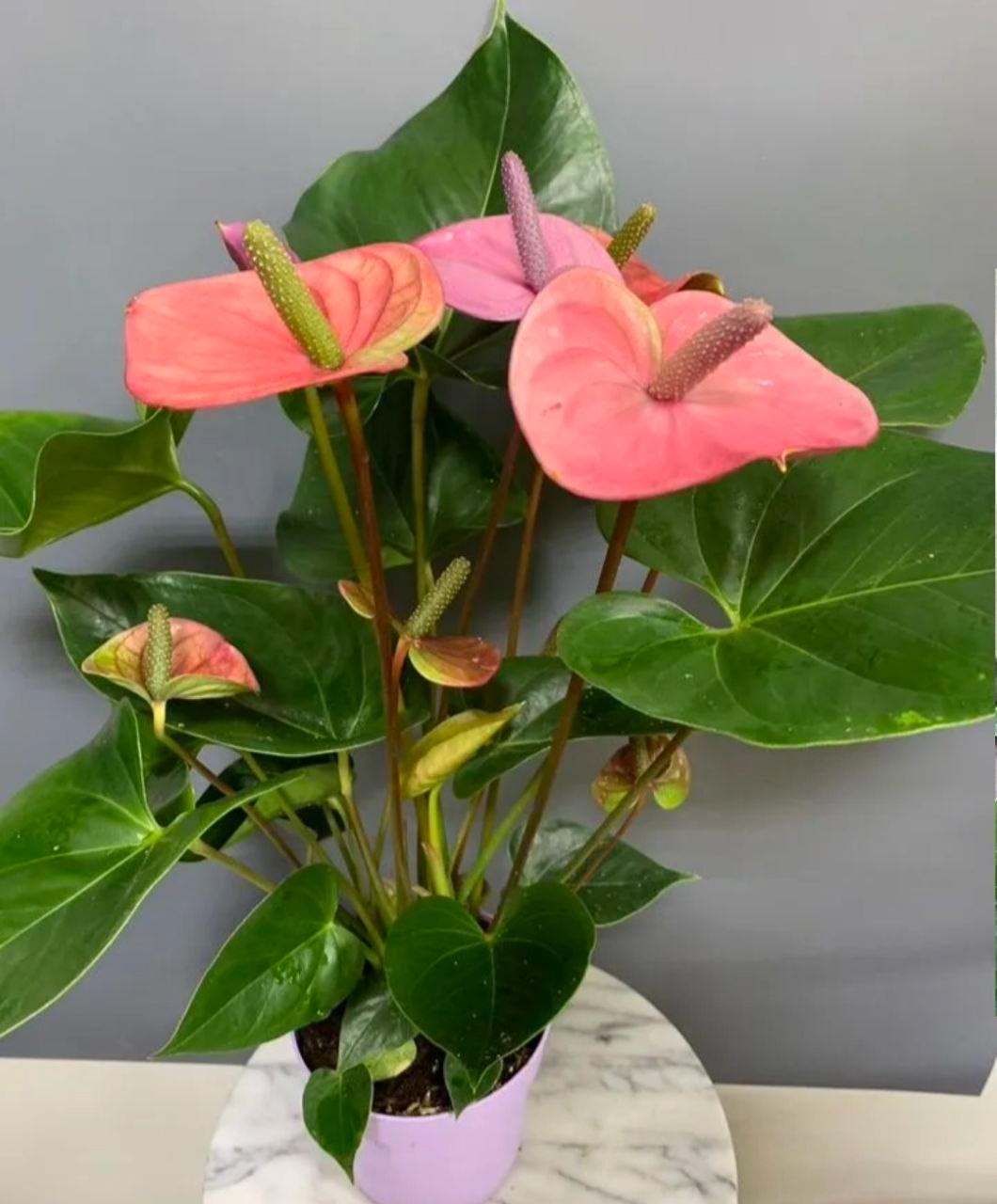 Купить Антуриум