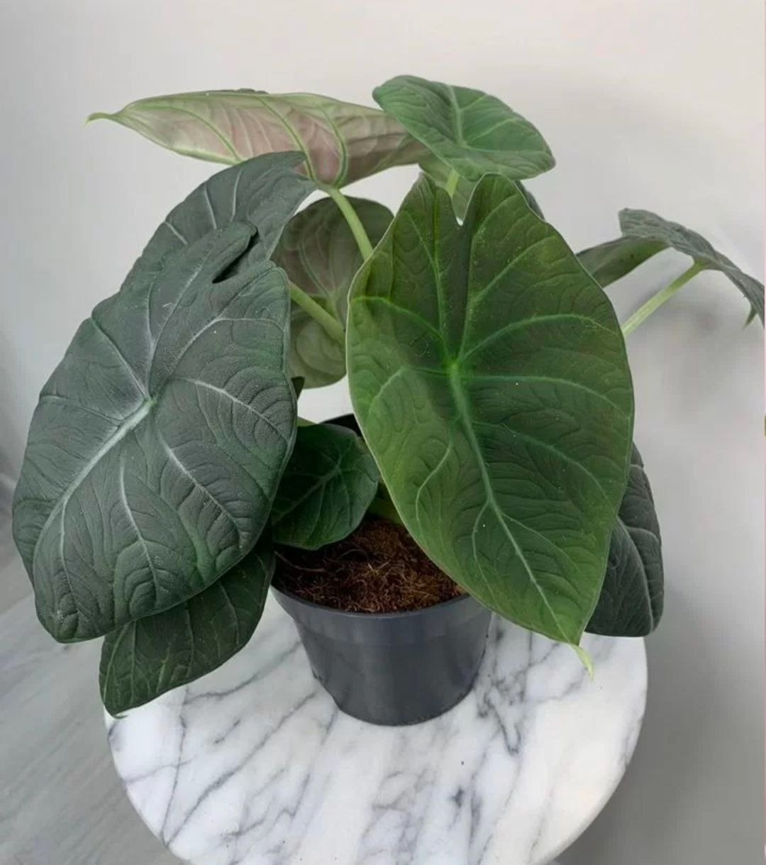 Купить Алоказия Махорани (2 в 1)