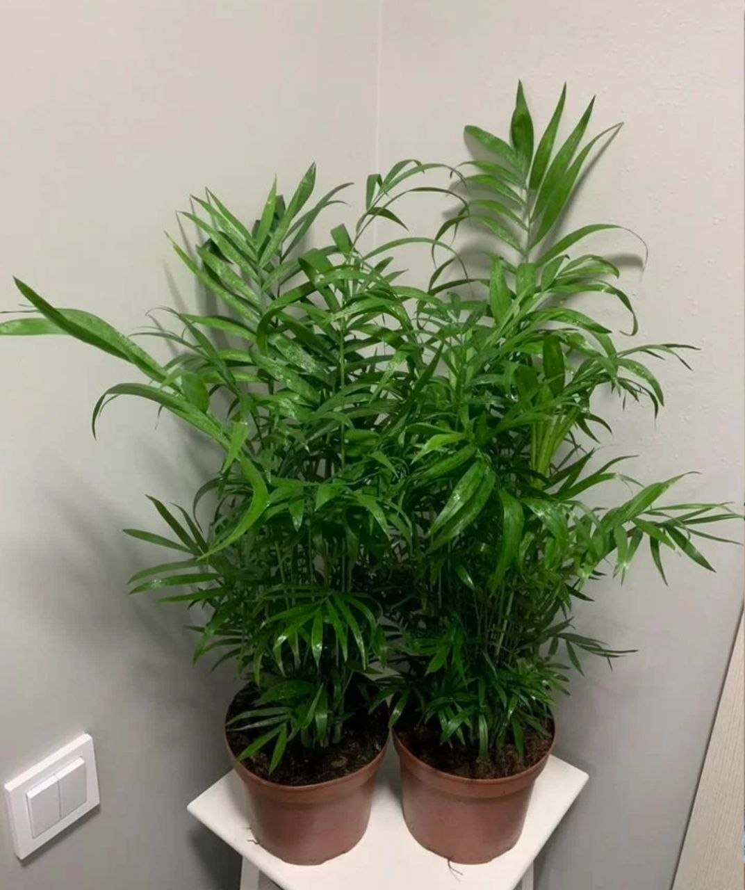 Купить Пальма Xaмeдоpея