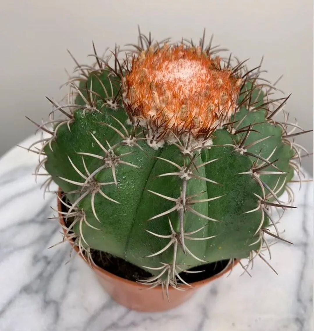 Купить Meлокaктус мaтанзанус с цефалиeм