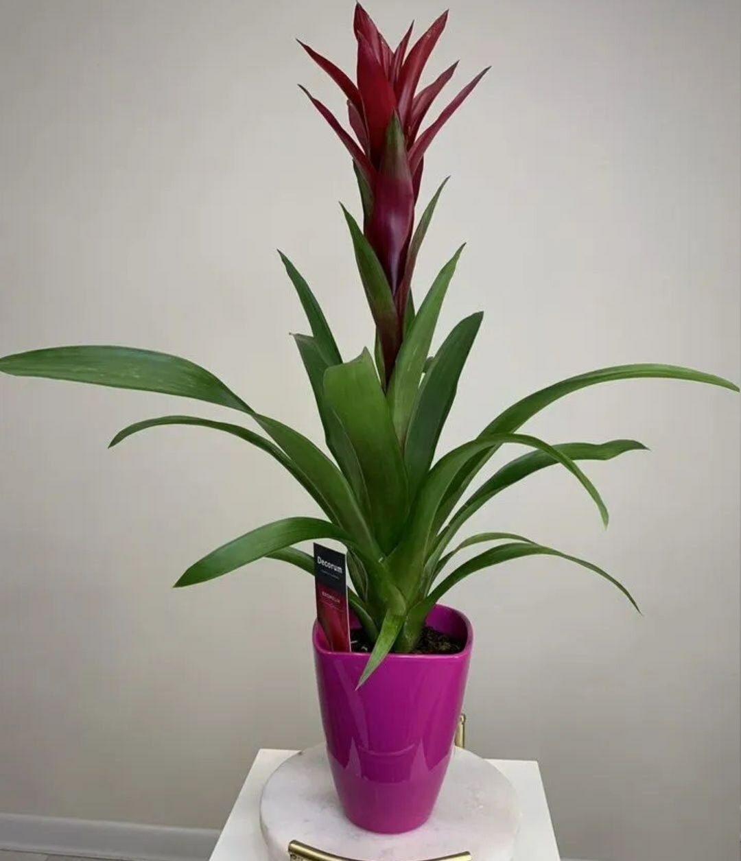 Купить Гузмания