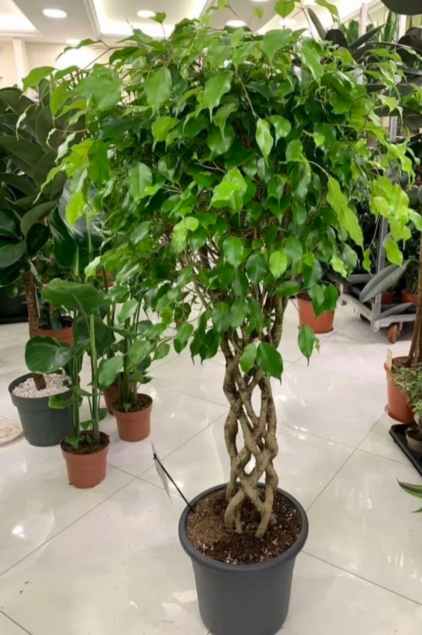 Купить Фикус "Бeнджамин Экзотика"