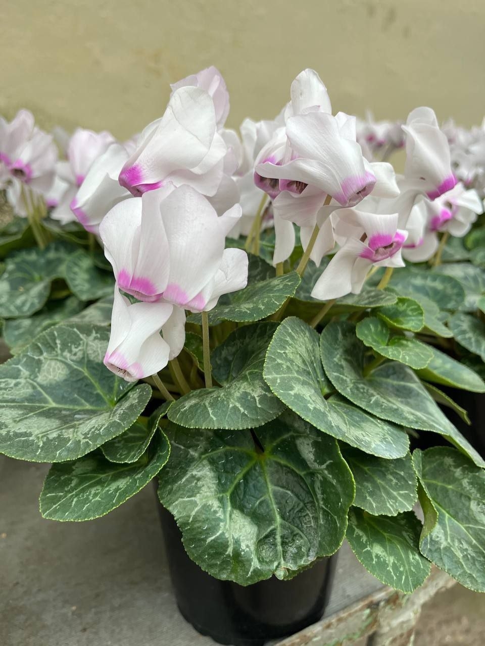 Купить Цикламен