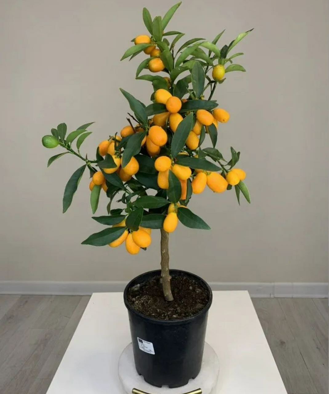 Купить Кумкват с плодами