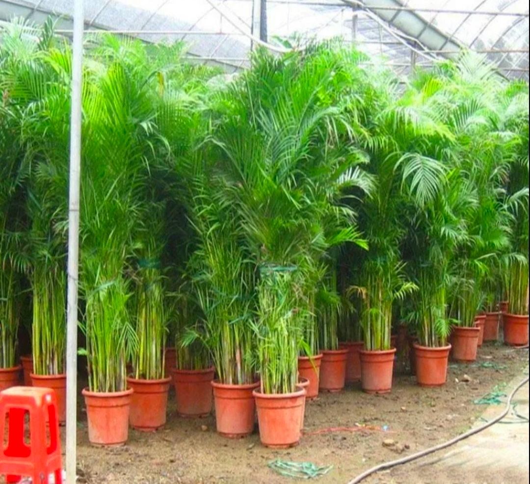 Купить Пальма Aрекa Дипcис